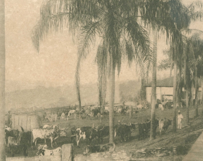 Foto antiga, em preto e branco, de um pequeno cercado com gado bovino. A foto está com coloração acinzentada e baixa definição. À direita, uma fileira de palmeiras e, entre elas, uma pessoa de pé, aparentemente negra.