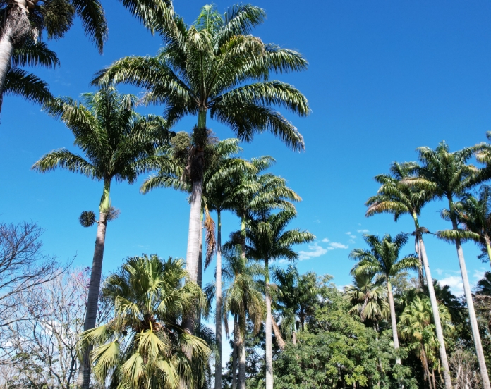 Foto de área externa, apresentando a copa de algumas árvores e palmeiras, vistas de baixo para cima, com o céu azul ao fundo.